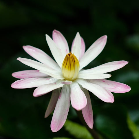 a close up of a flower
