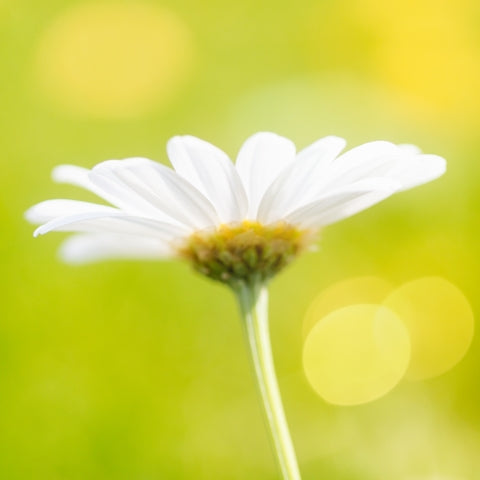 a close up of a white flower with a blurry background