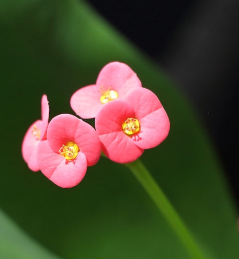 Close-up of delicate pink flowers with yellow centers.