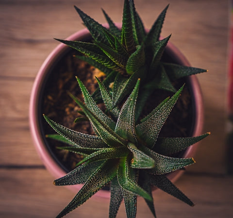 green plant in brown pot