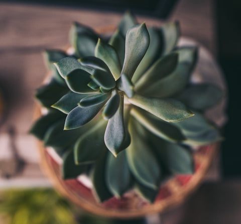 green succulent plant in brown pot