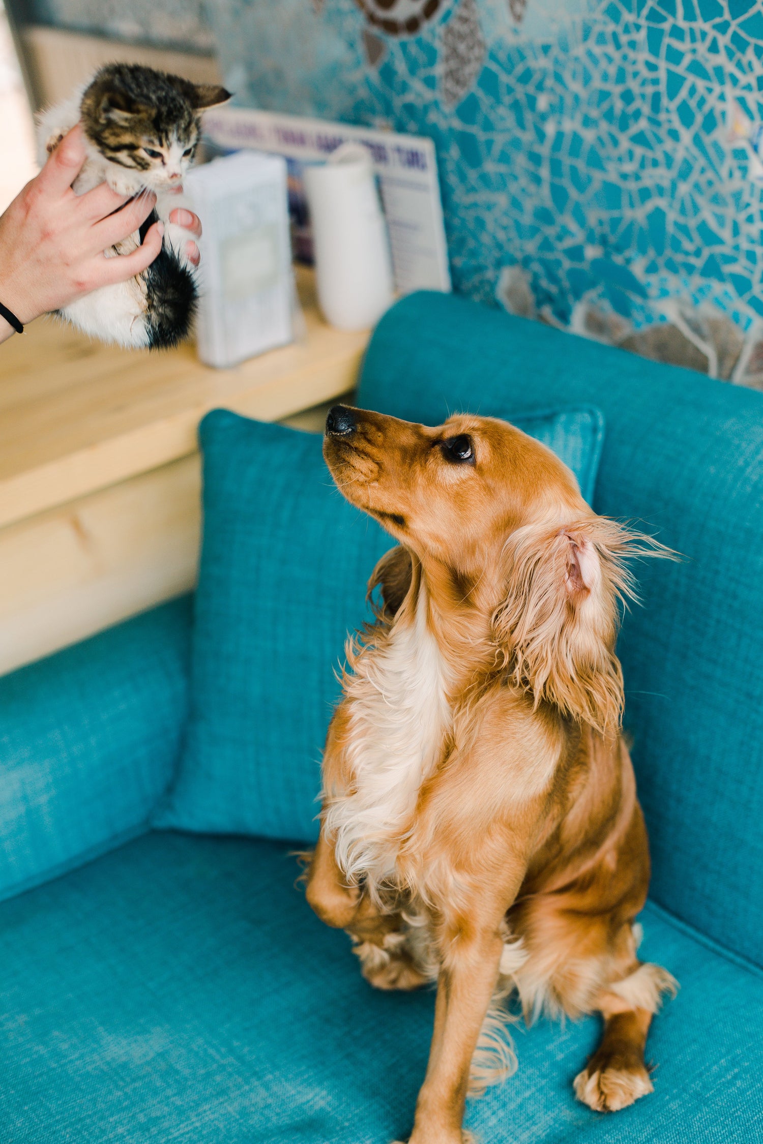 Pets eBooks