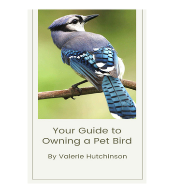 Your Guide to Owning a Pet Bird