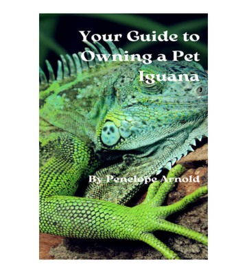 Your Guide to Owning a Pet Iguana