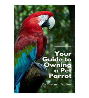 Your Guide to Owning a Pet Parrot